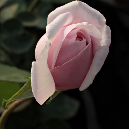 Weiß mit rosa schatten und dunkleren außeren blütenblättern - bourbonrosen